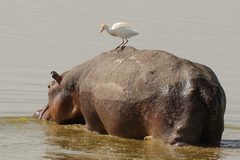 With permanent swamps there are a fair number of hippos living here.This one made an ideal perch for a cattle egret