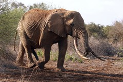 Seriously big tusks on this elephant. Its so sad that they are killed for them