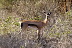 Some Grant's gazelles have a blackish stripe similar to Thompson's but the white underneath extends onto the rump