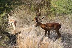 Impala were sometimes seen as mixed herds with gerenuk
