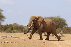 Elephants rely on this area for food during the dry season, moving back into Amboseli when the rains arrive