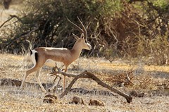 This Grant's gazelle has no dark stripe but still shows the white tick mark on its rump
