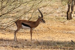 A Thompson's gazelle always has the black stripe over the white and the white does not extend over the rump