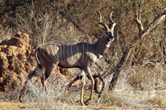 Beautiful lesser kudu. There are a lot of them in this thick bush area