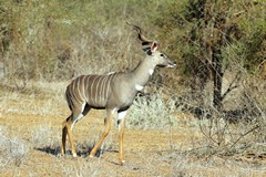 Male lesser kudu, not running away for once