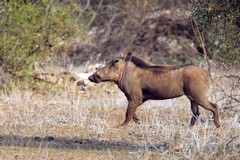 A warthog on the alert