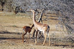 A mother and baby gerenuk. They love semi arid bush and browse off the young shoots, rarely needing to drink
