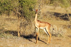 A very elegant long necked gerenuk male. Gerenuk are very common in this area and not too shy