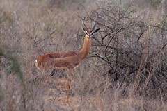 Male gerenuk tend to have thicker necks than the females