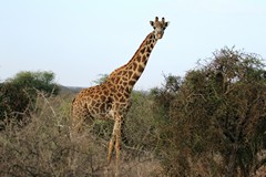 Maasai giraffes find plenty of food on the acacias in the Selenkay area