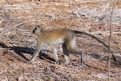 Vervet monkeys prefer to eat fruit but will forage on the ground for flowers and seeds outside the fruiting season