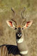 The lesser kudu has fantastic hearing
