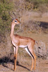 There were so many gerenuk in the Selenkay area; lots of photo opportunities