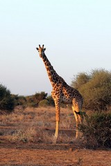 Giraffe in the late afternoon light