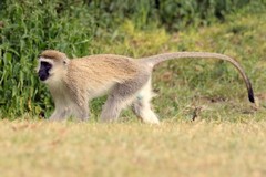 Vervet monkeys prefer lightly wooded riverine areas, especially with acacia trees