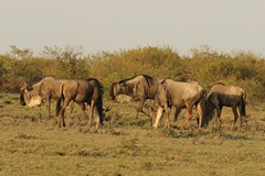 Small herds of wildebeestes are dispersed all over the conservancies