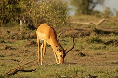 Male impalas are territorial much of the time