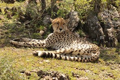 Cheetahs are becoming rare in much of their range but these conservancies have relatively high numbers