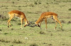 Impalas vying for supremacy