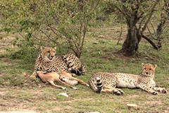 Cheetah mother and cub about to have dinner, Their usual prey are impalas and gazelles