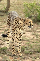One cheetah can eat up to fourteen kilograms of meat at a single sitting
