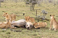 A big family to feed needs a big kill like this eland