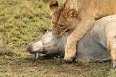 Cubs practise their throat throttle on the carcass