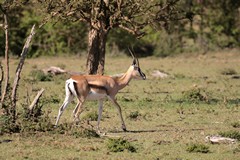 4133 Even though it has a dark stripe this is a Grant's gazelle. A sure way to confirm is the presence of a white tick mark on its buttock