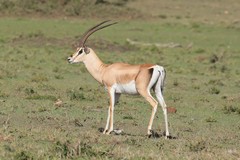 Grant's gazelle with no dark sidestripe