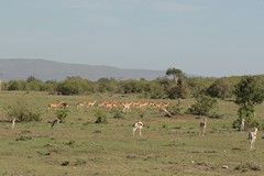Impala ram and his harem with Thompson's and Grant's gazelles in the foreground