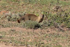 A slender mongoose. Solitary and bigger than a dwarf mongoose and typically has an upturned tip to its tail
