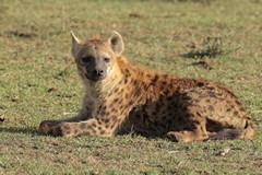 1417  Spotted hyaenas and lions compete with each other for food. Hyaenas a mainly hunters not scavengers
