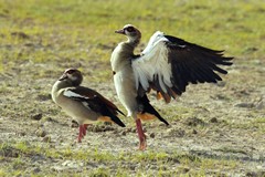 Egyptian geese are widespread across Africa