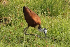 The lily trotter or jacana spreads its weight on lily pads with its huge feet
