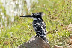 Common throughout sub Saharan Africa, the pied kingfisher is a striking bird, often seen hovering before a dive
