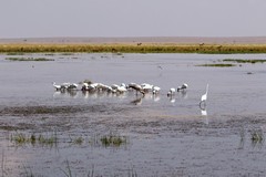 A mixed flock of egrets, spoonbills and a yellow-billed stork