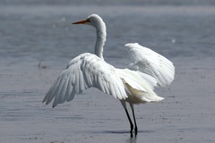 The great egret is the largest of the white storks. Its beak is yellow in non breeding birds and black in the breeding season