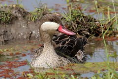 Red-billed teal love large shallow freshwater lakes
