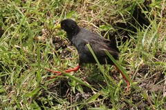 The black crake lives in waterways with plenty of fringing and floating vegetation