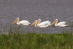 Great white pelicans. Flocks engage in cooperative fishing by herding small fish up then all dip their beaks at once to catch