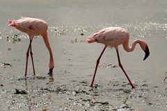 The lesser flamingo is the smaller of the two types in Amboseli and is also easily identified by its all dark beak