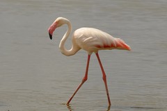 The larger greater flamingo has a mostly pink beak with a black tip