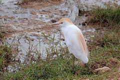 Cattle egret in breeding colours. The rest of the time they loose the orangy wash