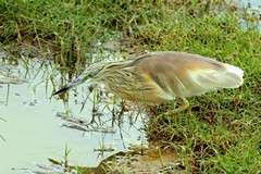 A squacco heron waiting patiently to pounce on an unwary fish
