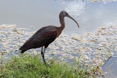 4212 The glossy ibis is similar to the hadada ibis but has a slimmer dark bill and longer legs