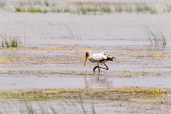 A yellow-billed stork fishing in the marshy shallows
