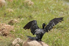Long-tailed or reed cormorant drying its wings
