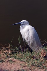 The little egret is widespread in Africa and Europe as far as the UK