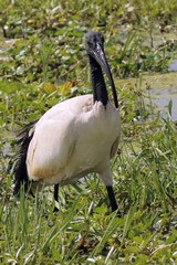 The ancient Egyptians considered the sacred ibis to be the earthly form of Thoth