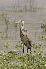 Grey heron, possibly juvenile